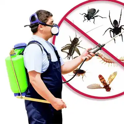 pest control Anguilla